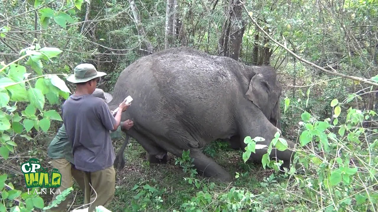 The wounded baby elephant treated by wildlife officers. YouTube