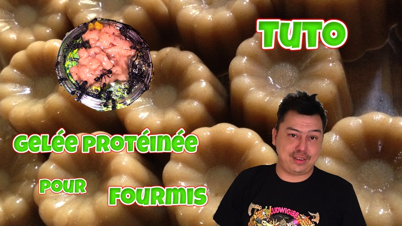 Tuto L'alimentation des fourmis Préparation de gelées sucrées YouTube — free download