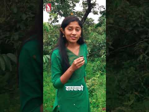 Tiger Claw | Vaagchaafo | Gloriosa superba | Jungle Book | Prudent |  Shorts
