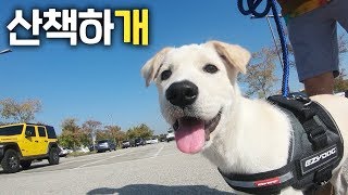 My Baby Puppy's First Walk