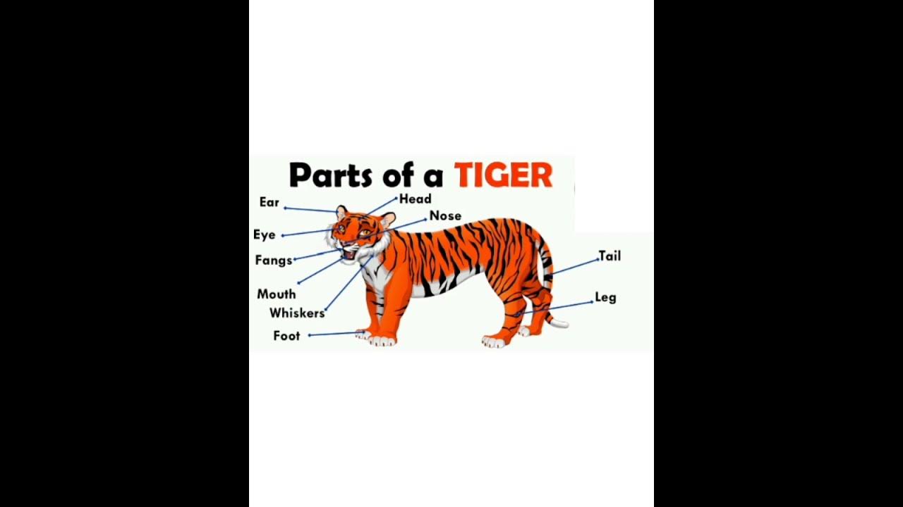Tiger #labelled diagram #shortvideo #viralfeeds #viralvideo - YouTube