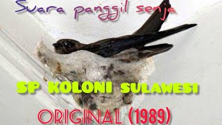 Download Lagu SP KOLONI sulawesi...cocok di semua cuaca...(ORI)berdurasi 50 menit. MP3