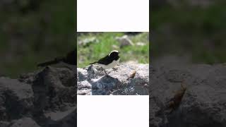 #short #shorts #shortvideo #wildlife #bird #birds #yabanhayatı #youtubeshorts #youtubechannel