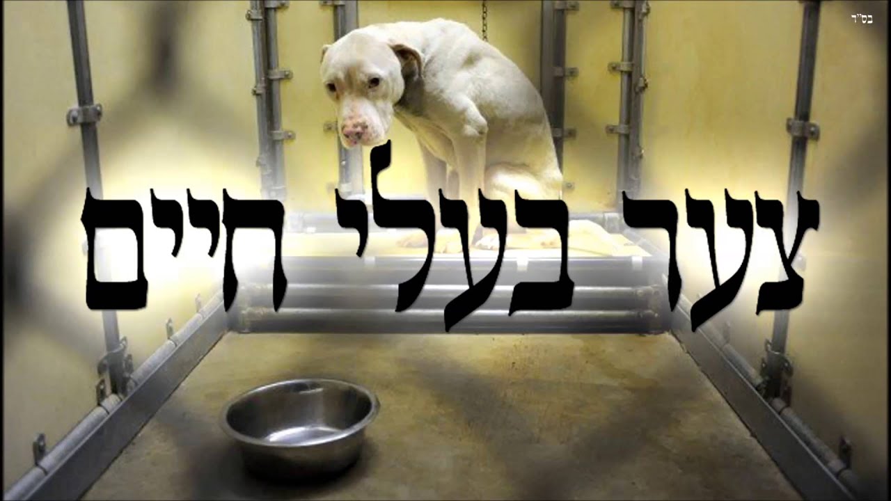 צער בעלי חיים - שיעור תורה בספר הזהר הקדוש מפי הרב יצחק כהן שליט