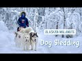Dog Sledding With Alaskan Malamutes 4K HDR Dog Sledding With Alaskan Malamutes 4K HDR
