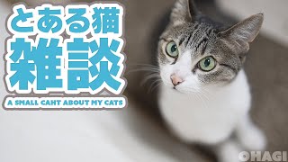 とある猫の雑談 by MAKO0MAKO0 / まこまこ 433 views 3 days ago 3 minutes, 40 seconds