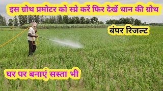 धान में इन तत्वों को मिलाकर एक स्प्रे करें बंपर ग्रोथ ज्यादा पैदावारPaddy in, spray micronutrient