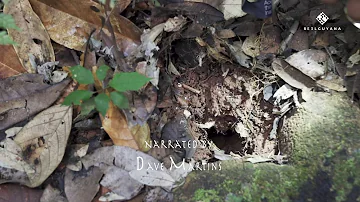 Goliath Birdeater in Rewa