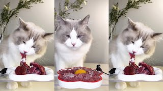 【珍珠米超珍】#7 沉浸式吃播 ASMR 生骨肉 花花裡面有颗蛋+你嗦粉它嗦肉 #吃货猫 #沉浸式吃饭 #布偶猫