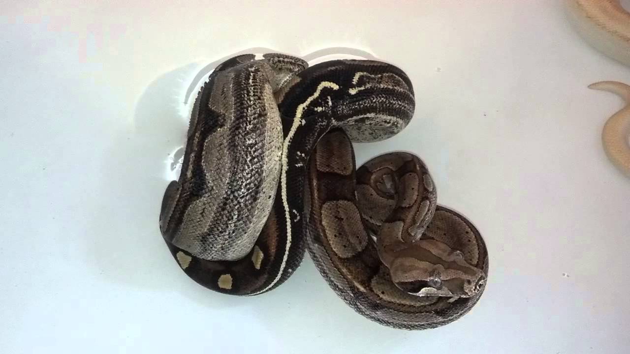 Redtails- Motley Morphs and Roswell