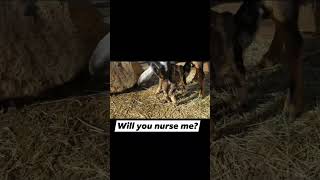 This Baby Goat Thinks The Milk Bar Is Open. Watch Holly's Reaction, It's Priceless. She's Not A Mom.