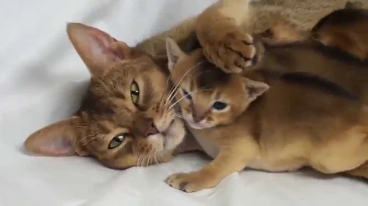 Video 7962831: baby abyssinian cat, kittens mother, kitten love, kitty
