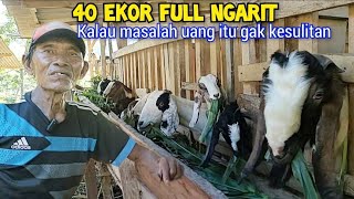 Kalau Bilang Untung, Ini Paling Untung. Belum Setahun Aja Udah 40 Ekor