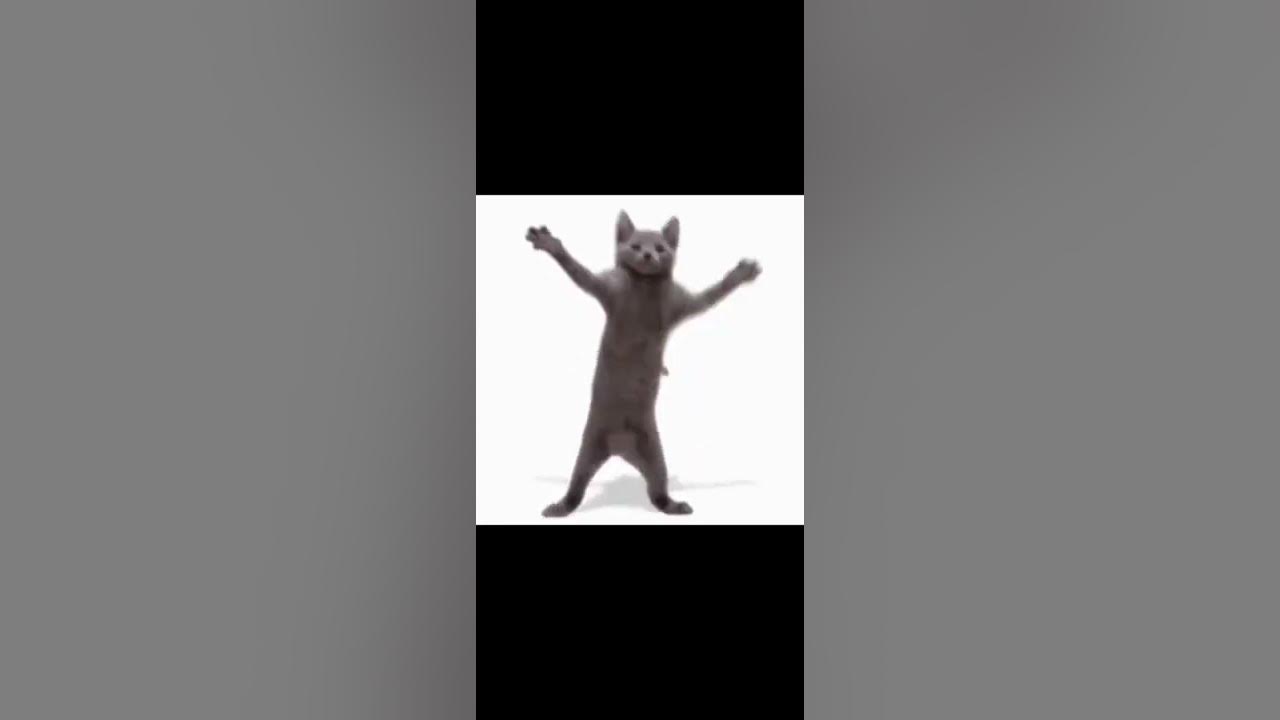 кот флексит - YouTube