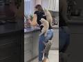 На это можно смотреть ВЕЧНО Смешные Кошки и Собаки Shorts 