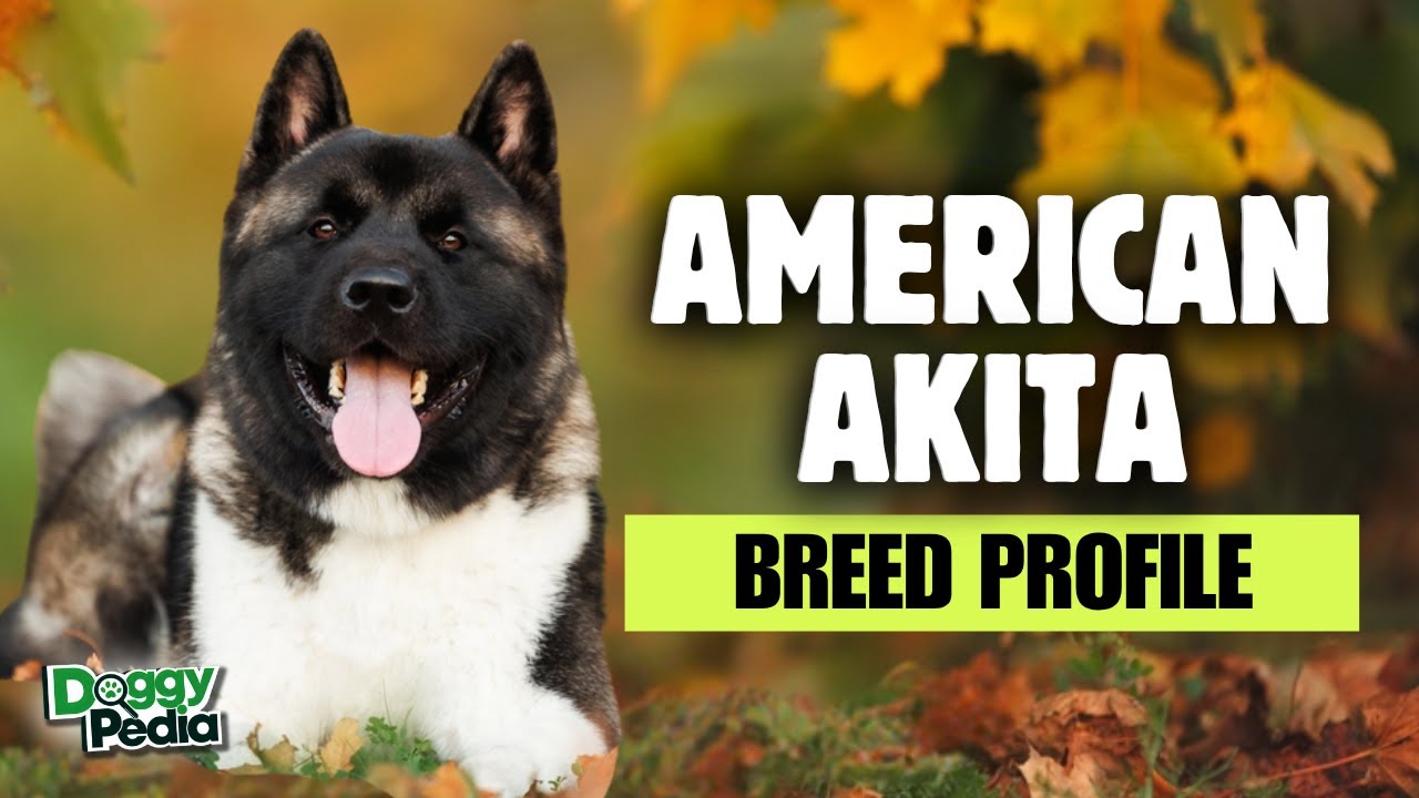 akita dogs 101