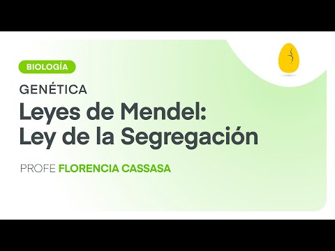 Video: ¿Qué es la ley de segregación en genética?