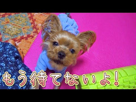 【ヨークシャテリア】焦らされて待てないヨークシャテリア【Yorkshire Terrier】