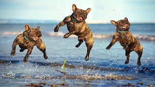 Funny Dogs Playing at the Beach Compilation NEW by Cheerful Doggy 5,199 views 5 years ago 4 minutes, 5 seconds