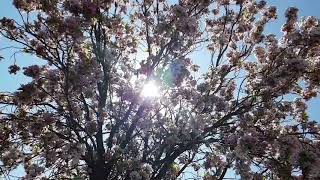 Slow motion video of cherry blossom tree with lens flares and guitar background music screenshot 5