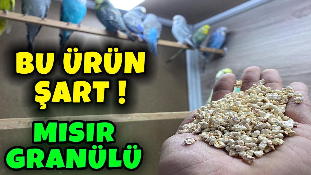 MUHABBET KUŞU KAFES VE YUVALIK ALTINDA NE KULLANMALIYIZ ? ŞART ÜRÜN !