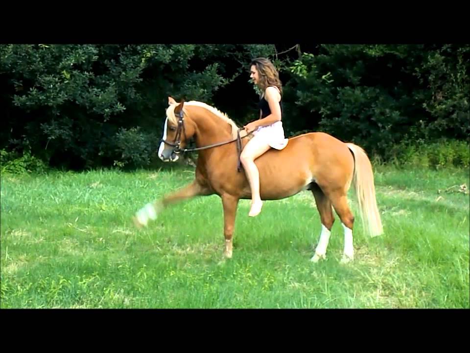 It's like a dream :  My pony Olson d'Evince