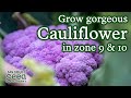 Tips for growing cauliflower from seed for bountiful harvests | Gardening in zones 9 & 10