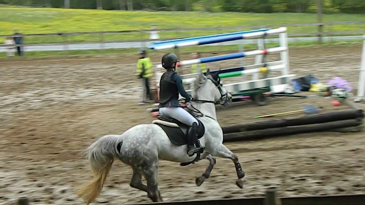 Amazing grey 17-06-03 lokal tävling LC