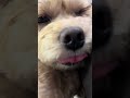 asmr