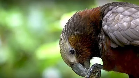 World Environment Day | Only one Earth, only one Aotearoa New Zealand