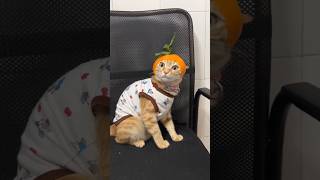 Orange Cat 😳 #shorts