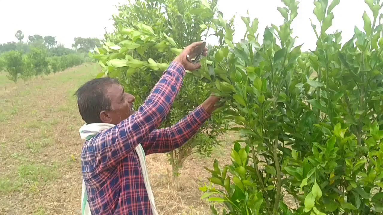 संत्रा ची छाटणी कशी करावी   cutting of oranges in Marathi