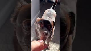 Funny Dogs pt2! #goldenretriever #goldenretreivers #funny