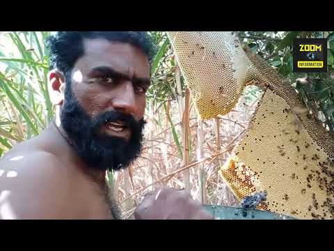 Harvesting Fresh Honey bee from the Tree