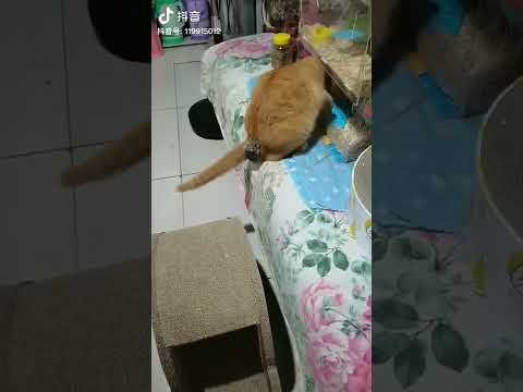 إن غاب القط ألعب يافأر