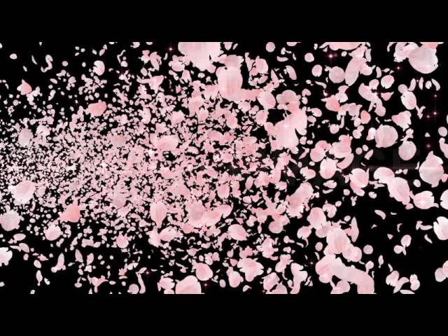 Cg映像素材 動画素材 桜 さくら サクラ 花びら 桜吹雪 Youtube