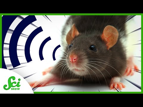 Video: Voelen dieren gevaar?