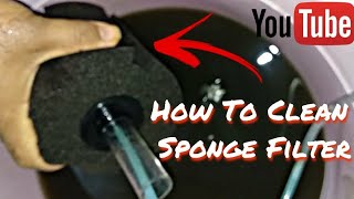 How to clean sponge filter in right way