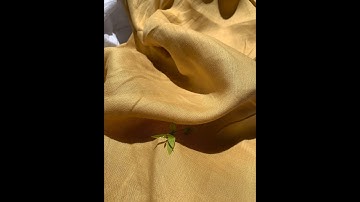 Linen Tưng Premium - Vàng nắng