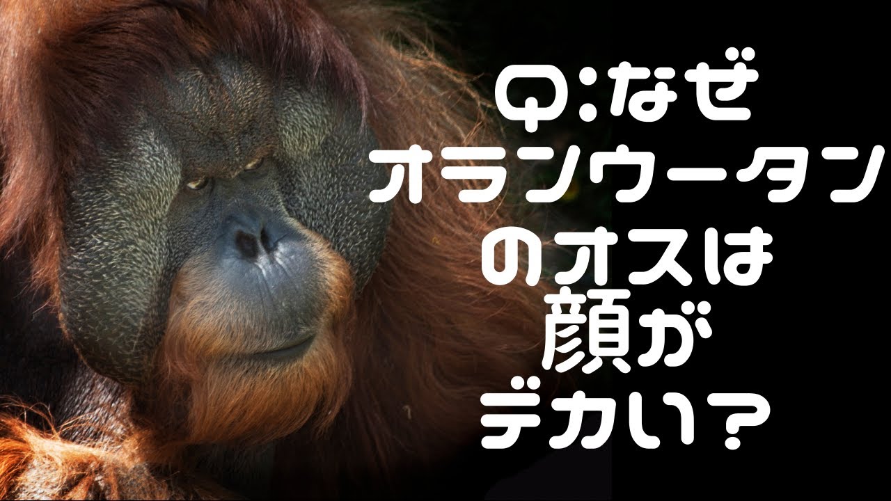 スマトラオランウータン WEB動物図鑑