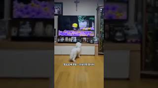 뽀로로에 진심인 자두 #bichon #강아지 #귀여운강아지#강아지쇼츠  #귀여운