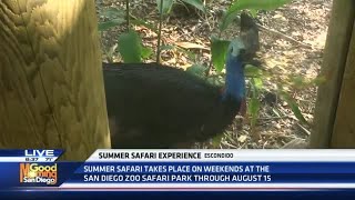 Details New Summer activities at the San Diego Zoo Safari Park Guide