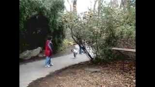 The wild world of Bronx Zoo