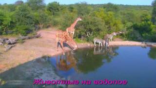 Животные на водопое --Спасение от зноя Животные на водопое --Спасение от зноя