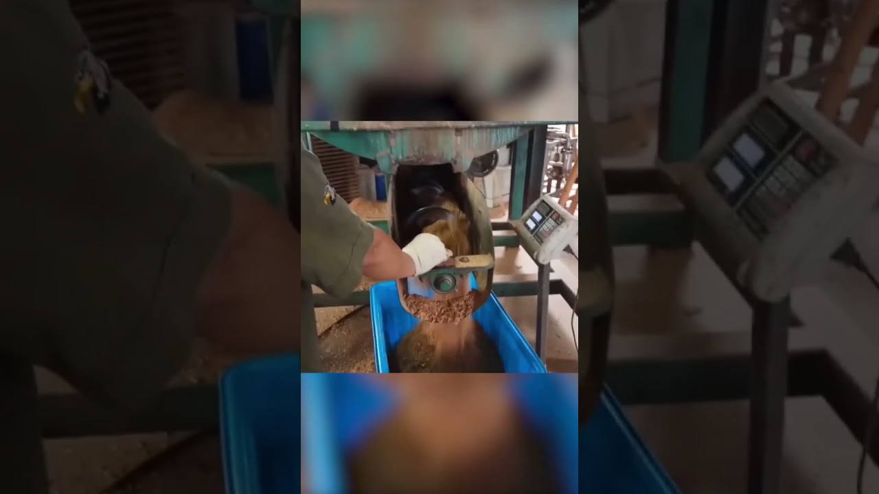 compressed wood sawdust mold pallet making machine processing line onsite in Indonesia