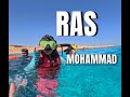 EGYPT Snorkelling the Ras Mohammad National Park, Sharm El Sheikh (2024)