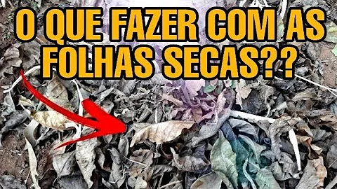 O que pode ser feito com as folhas secas das árvores?
