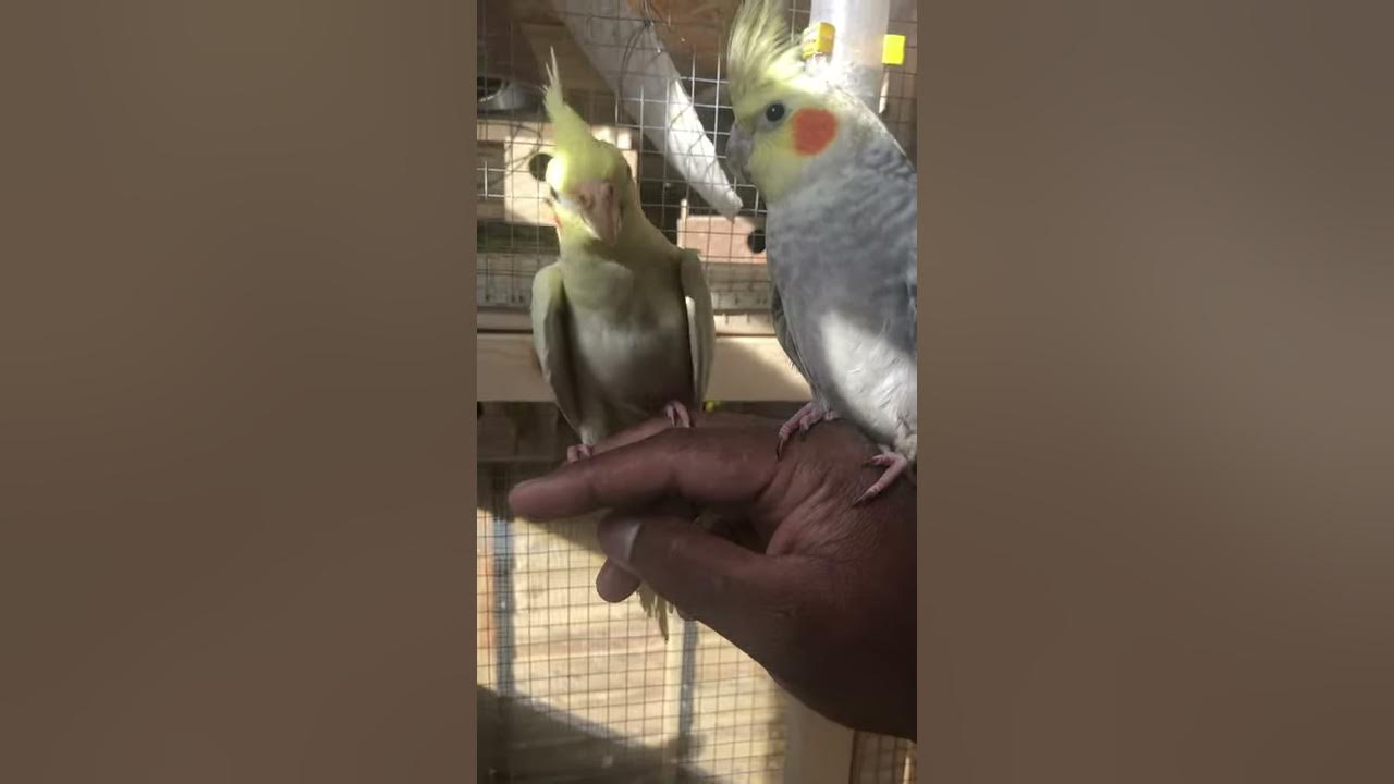 Hand Tame Cockatiel - YouTube
