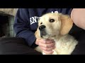 Sookie the golden retriever puppy - Close Up