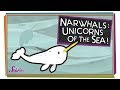 Narwhals: Unicorns of the Sea!